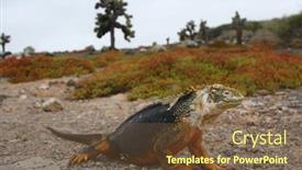  Presentation with land - Colorful PPT theme enhanced with land-iguana-from-the-galapagos backdrop and a tawny brown colored foreground