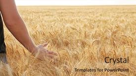  Presentation with wheat - Slides having land opportunity - man touching wheat background and a coral colored foreground