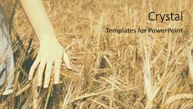  Presentation with summer wheat field blue - Amazing presentation theme having land opportunity - young woman touching wheat backdrop and a  colored foreground