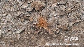  Presentation with dead plant - Slides enhanced with land pollution - dead plant on dry soil background and a violet colored foreground