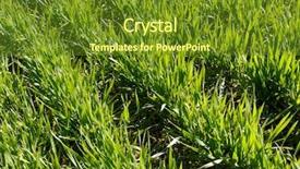  Presentation with wheat - Colorful presentation design enhanced with reclamation - winter wheat field fragment backdrop and a tawny brown colored foreground