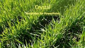  Presentation with wheat - Cool new slide set with reclamation - winter wheat field fragment backdrop and a tawny brown colored foreground