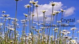  Presentation with field - PPT theme enhanced with land remediation - background from daisywheel on field background and a  colored foreground