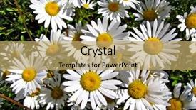  Presentation with meadow - PPT theme featuring land remediation - background from daisywheel on meadow background and a yellow colored foreground