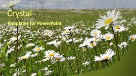  Presentation with field - PPT theme enhanced with land remediation - daisywheel on field background and a tawny brown colored foreground