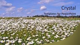  Presentation with field - Amazing presentation theme having land remediation - daisywheels on field backdrop and a light blue colored foreground