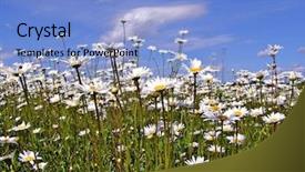  Presentation with land - Cool new presentation with land remediation - daisywheels on field backdrop and a  colored foreground