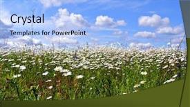  Presentation with field and stream - Colorful PPT theme enhanced with land remediation - daisywheels on field backdrop and a  colored foreground