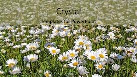  Presentation with field of lavendar - Beautiful presentation theme featuring land remediation - daisywheels on field backdrop and a  colored foreground