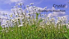  Presentation with field - Theme having land remediation - daisywheels on field background and a  colored foreground