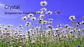  Presentation with field - Audience pleasing presentation consisting of land remediation - daisywheels on field backdrop and a light blue colored foreground