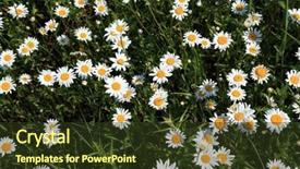  Presentation with field - Presentation theme with land remediation - daisywheels on field background and a  colored foreground