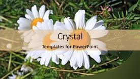  Presentation with field and stream - Presentation theme with land remediation - daisywheels on field background and a coral colored foreground