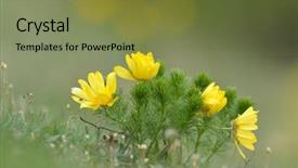  Presentation with land - PPT layouts having land remediation - homeopatic remedy plant adonis vernalis background and a tawny brown colored foreground