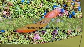  Presentation with snail - PPT theme enhanced with land remediation - slug in the garden is background and a seafoam green colored foreground