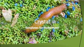  Presentation with garden - Amazing presentation theme having land remediation - slug in the garden is backdrop and a tawny brown colored foreground