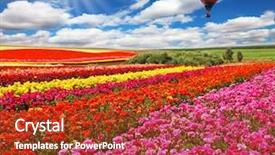  Presentation with lilac flowers bunch over wood - Cool new presentation theme with land sell - big balloon flies over field backdrop and a tawny brown colored foreground