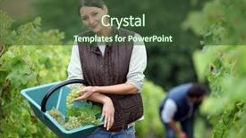  Presentation with grape vine black grapes - Slides enhanced with land sell - farming couple collecting grapes background and a tawny brown colored foreground