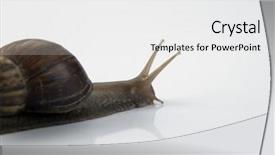  Presentation with snail - Beautiful slide deck featuring land slide - garden snail on white background backdrop and a white colored foreground