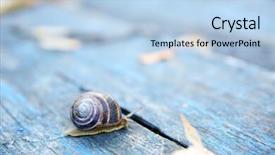  Presentation with snail - Cool new slide deck with land slide - garden snail on wooden background backdrop and a light blue colored foreground