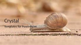  Presentation with pavement - Cool new PPT theme with land slide - snail crawling on the pavement backdrop and a coral colored foreground
