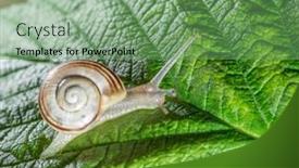  Presentation with snail - Amazing PPT theme having land-snail-on-the-leaf backdrop and a seafoam green colored foreground