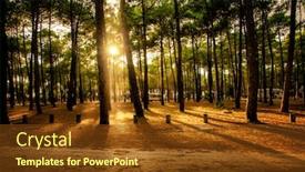 Presentation with forests - PPT theme having landes region of france is background and a tawny brown colored foreground