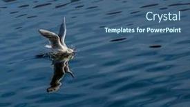  Presentation with sea - Audience pleasing presentation theme consisting of landing-gull-at-a-blue backdrop and a ocean colored foreground