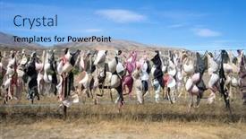  Presentation with new zealand - Beautiful slides featuring landmark-bras-fence-in-new backdrop and a light blue colored foreground