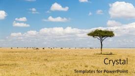  Presentation with animals nature - Slide deck enhanced with landscape and wildlife concept - acacia background and a yellow colored foreground