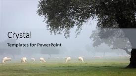  Presentation with fog - Presentation theme featuring landscape at winter with fog background and a lemonade colored foreground