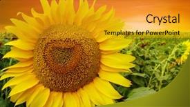  Presentation with sunflowers - Cool new slide deck with beauty sunset over sunflowers field backdrop and a gold colored foreground
