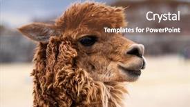  Presentation with lama - Theme enhanced with landscape format - closeup view of brown lama background and a tawny brown colored foreground