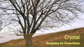  Presentation with autumn leaves - Audience pleasing slide deck consisting of landscape in forest and moody backdrop and a tawny brown colored foreground