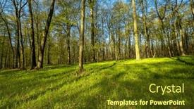 Presentation with trees - Presentation theme with landscape-in-spring-forest-trees background and a  colored foreground