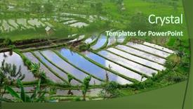  Presentation with rice field - Slides with landscape of beautiful rice field background and a tawny brown colored foreground