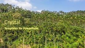  Presentation with betel nut - Slide deck having landscape of betel nut tree background and a tawny brown colored foreground