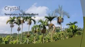  Presentation with betel nut - Colorful presentation theme enhanced with landscape-of-betel-nut-tree backdrop and a light blue colored foreground