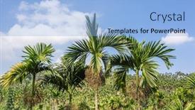  Presentation with betel nut - PPT layouts consisting of landscape-of-betel-nut-tree background and a light blue colored foreground