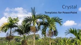 Presentation with betel nut - Amazing slide set having landscape-of-betel-nut-tree backdrop and a light blue colored foreground