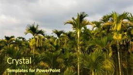  Presentation with betel nut - Amazing PPT theme having landscape-of-betel-nut-tree backdrop and a tawny brown colored foreground