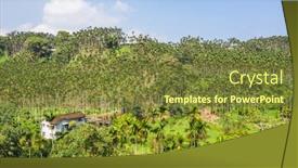  Presentation with betel nut - Presentation theme enhanced with landscape-of-betel-nut-tree background and a tawny brown colored foreground
