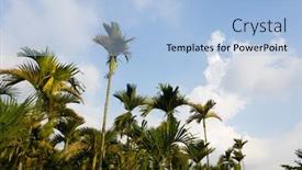 Presentation with betel nut - Beautiful slides featuring landscape-of-betel-nut-tree backdrop and a light blue colored foreground