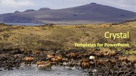 Presentation with wild horses - Audience pleasing presentation consisting of landscape of easter island backdrop and a tawny brown colored foreground