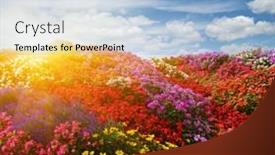  Presentation with sunlight - Presentation consisting of landscape-of-flower-field background and a light blue colored foreground