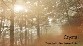  Presentation with dark forest landscape - Beautiful presentation design featuring landscape of forest with mist backdrop and a coral colored foreground