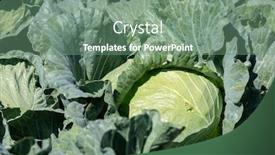  Presentation with cabbage - Audience pleasing slide set consisting of landscape-of-green-cabbage-farm backdrop and a seafoam green colored foreground