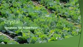  Presentation with cabbage - PPT theme consisting of landscape-of-green-cabbage-farm background and a tawny brown colored foreground