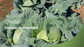  Presentation with cabbage - Amazing presentation theme having landscape-of-green-cabbage-farm backdrop and a seafoam green colored foreground