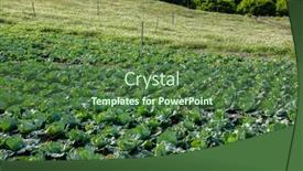  Presentation with cabbage - Slide set having landscape-of-green-cabbage-farm background and a ocean colored foreground